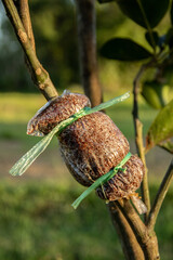 Plant propagation by grafting wrapped in coconut coir in a plastic bag.