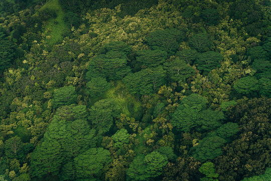 mixed forest in kauai, hawaii. tree view from above