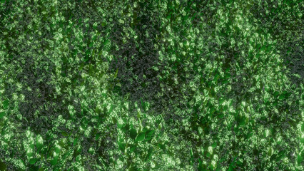 Trees and sky swaying in the wind