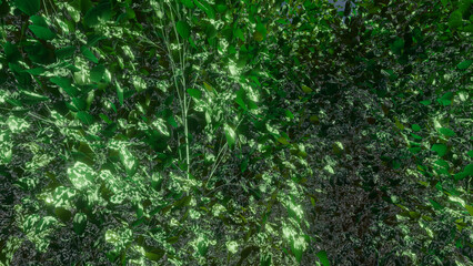 Trees and sky swaying in the wind