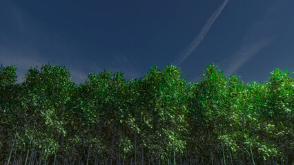 Trees and sky swaying in the wind