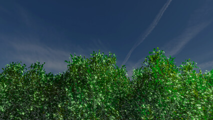 Trees and sky swaying in the wind
