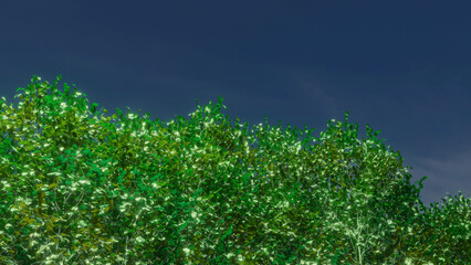Trees and sky swaying in the wind