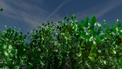 Trees and sky swaying in the wind