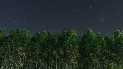 Trees and sky swaying in the wind