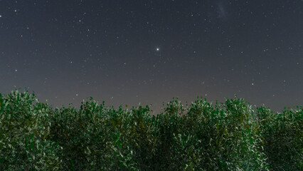 Trees and sky swaying in the wind