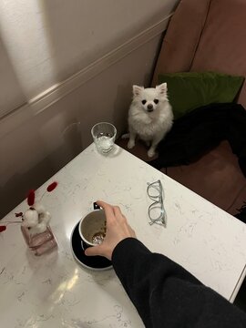 Part of interier with objects on the table and little dog.