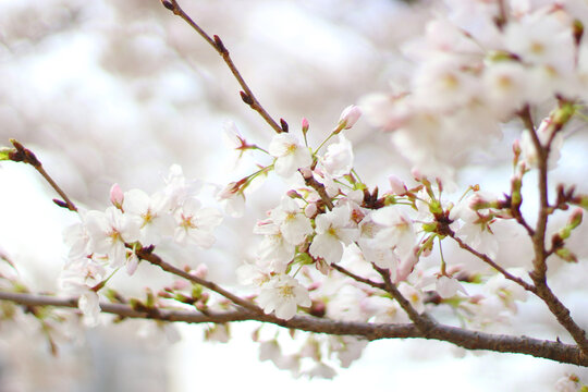 ふんわりとした桜の写真　シンプル　枝付　晴れ　日本　儚い