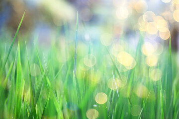 sun green glare ray , abstract background spring, lens flare