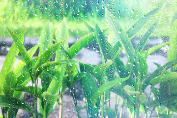rain asia green, background downpour rainy season typhoon
