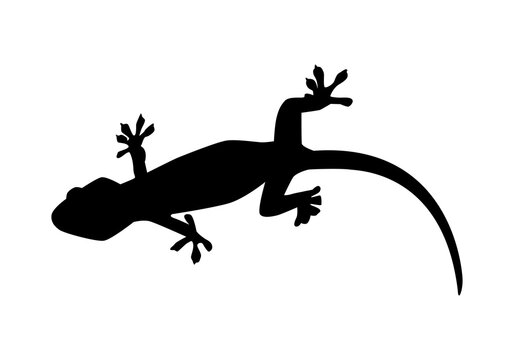 silhouette of a lizard or gecko. stuck to the wall. vector illustration.