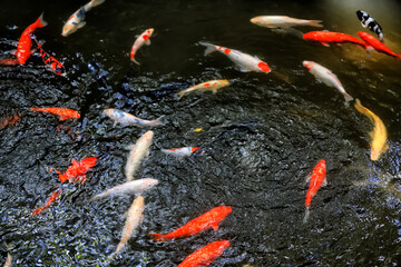 multicolored carp in black water asia background pond oriental nature