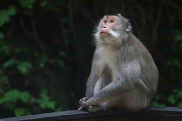 monkey in the wild macaque asia jungle park