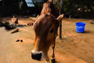 A innocent calf