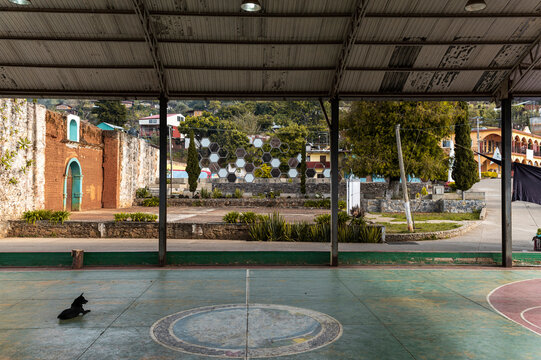 Basketball court with street dog