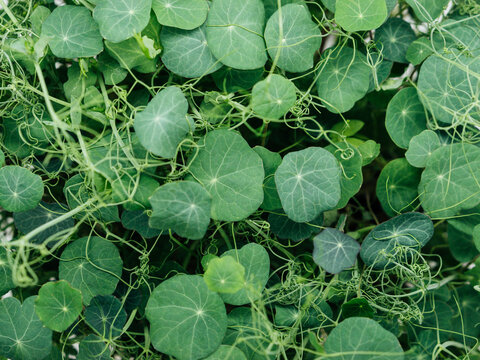 Close up of Pea and Nasturtium microgreen