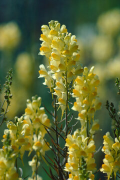 Butter and eggs plant Linaria vulgaris in bloom flowering closeup