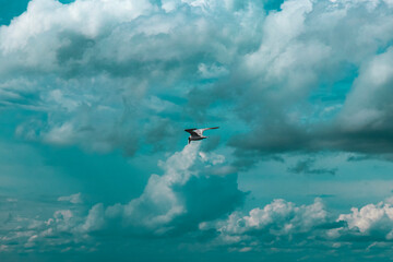 seagull in flight
