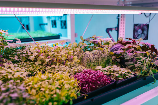 Various culinary herbs placed on hydroponic shelf