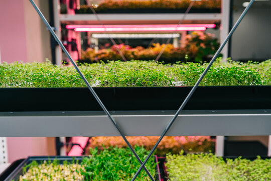 Containers with planted herbs on shelves in nursery