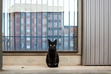 Kitten looking at the camera