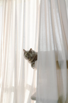 Grey Cat In Front of Window with Curtains