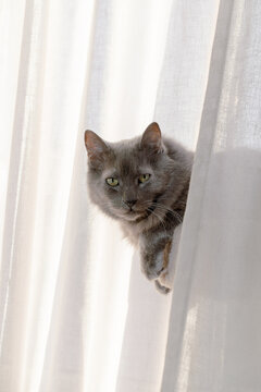 Grey Cat Looking at the Camera 