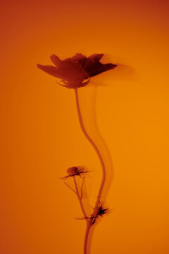 Flower in motion. 