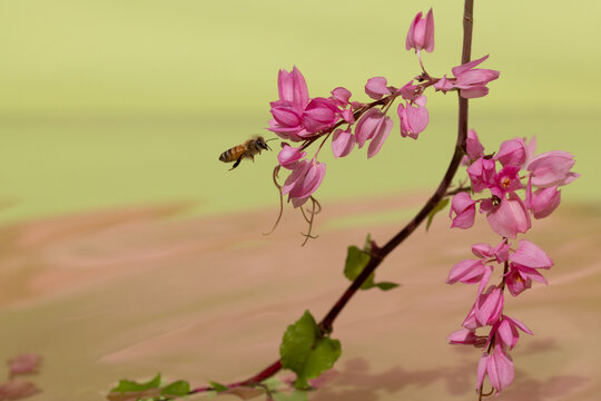 Bee approaching coral vine pink flowers. 