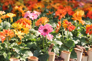 Fototapeta na wymiar Gerbera field or barberton daisy pink orange flowers blooming with water drops and green leaf stem in garden bamboo small fence on background