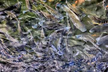 multicolored carp in black water asia background pond oriental nature