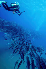 Fototapeta na wymiar A Scuba Diver Swims Over a Massive School of Jacks at Cabo Pulmo in Mexico