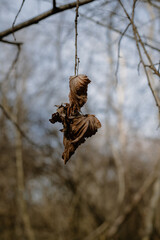 a brown dried up leaf hanging from a tree branch