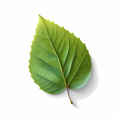 Obraz premium One Green Leaf Isolated White Background. Generative AI