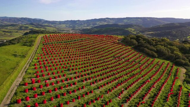 2023 - Excellent aerial footage of a vineyard in Lompoc, California.