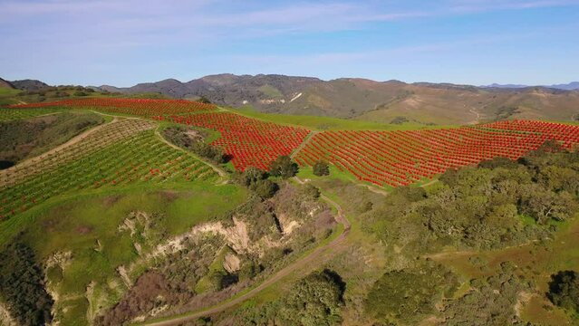 2023 - Excellent aerial footage moving towards a vineyard on a mountain in Lompoc, California.