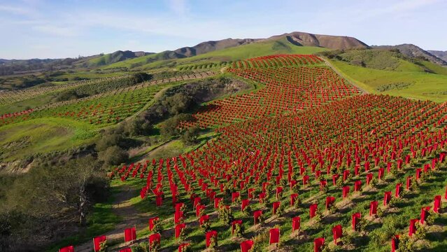 2023 - Excellent aerial footage of a vineyard in the sunny mountains of Lompoc, California.