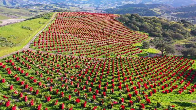 2023 - Excellent aerial footage of a vineyard in the mountains in Lompoc, California.