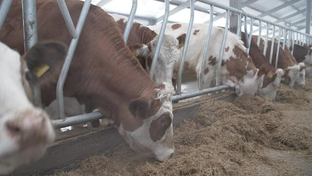 This stock video shows a large, modern, dairy farm with purebred cows. This stock video will decorate your projects related to animal husbandry, cattle breeding, dairy farms.