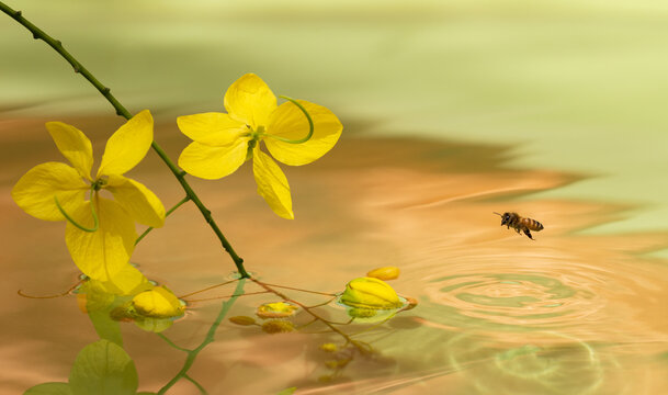 Bee flying low towards yellow flowers