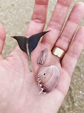 Woman's hand holds seed pod and beach shells