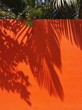 Shadow of palm tree on orange wall in the bright sunshine.
