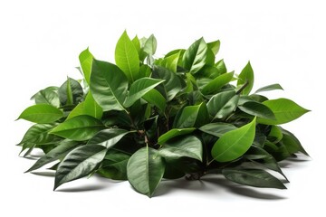 Fototapeta premium basil leaves isolated
