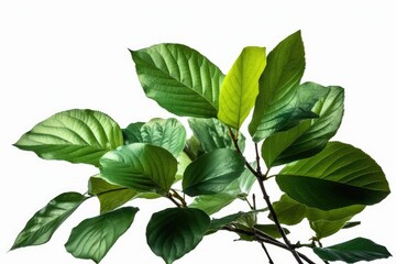 leaves isolated on white background