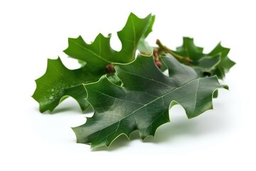 Fototapeta premium green oak leaves