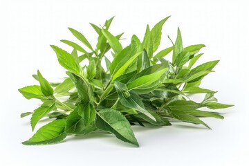 bunch of fresh herbs