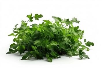 Obraz premium bunch of parsley