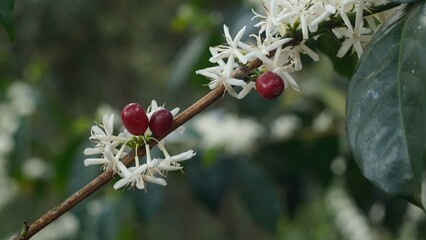 Coffee flowers and fruit from Guatemala 