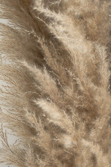 Pampas grass, close up. Scandinavian style poster. Abstract neutral background.