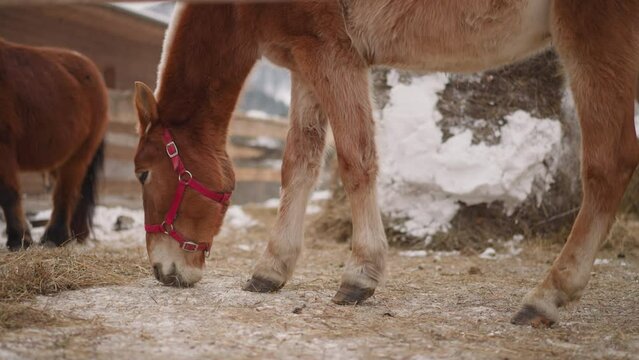 Brown horse with pink snaffle eats hay on enclosed territory of rural farm. Herd of purebred domestic animals grazing near stable in highland closeup